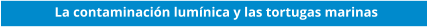 La contaminación lumínica y las tortugas marinas